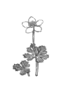 flower2.gif (3018 oCg)