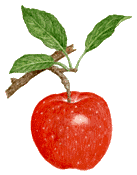 apple.gif (6420 oCg)
