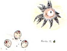 t_benitake.jpg (11102 �o�C�g)