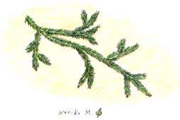 t_kazura.jpg (11063 �o�C�g)